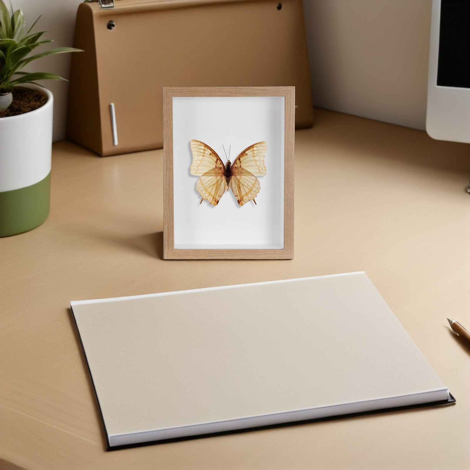 Vetrina per insetti con cornic - Frame Display Wood recensione e prezzo