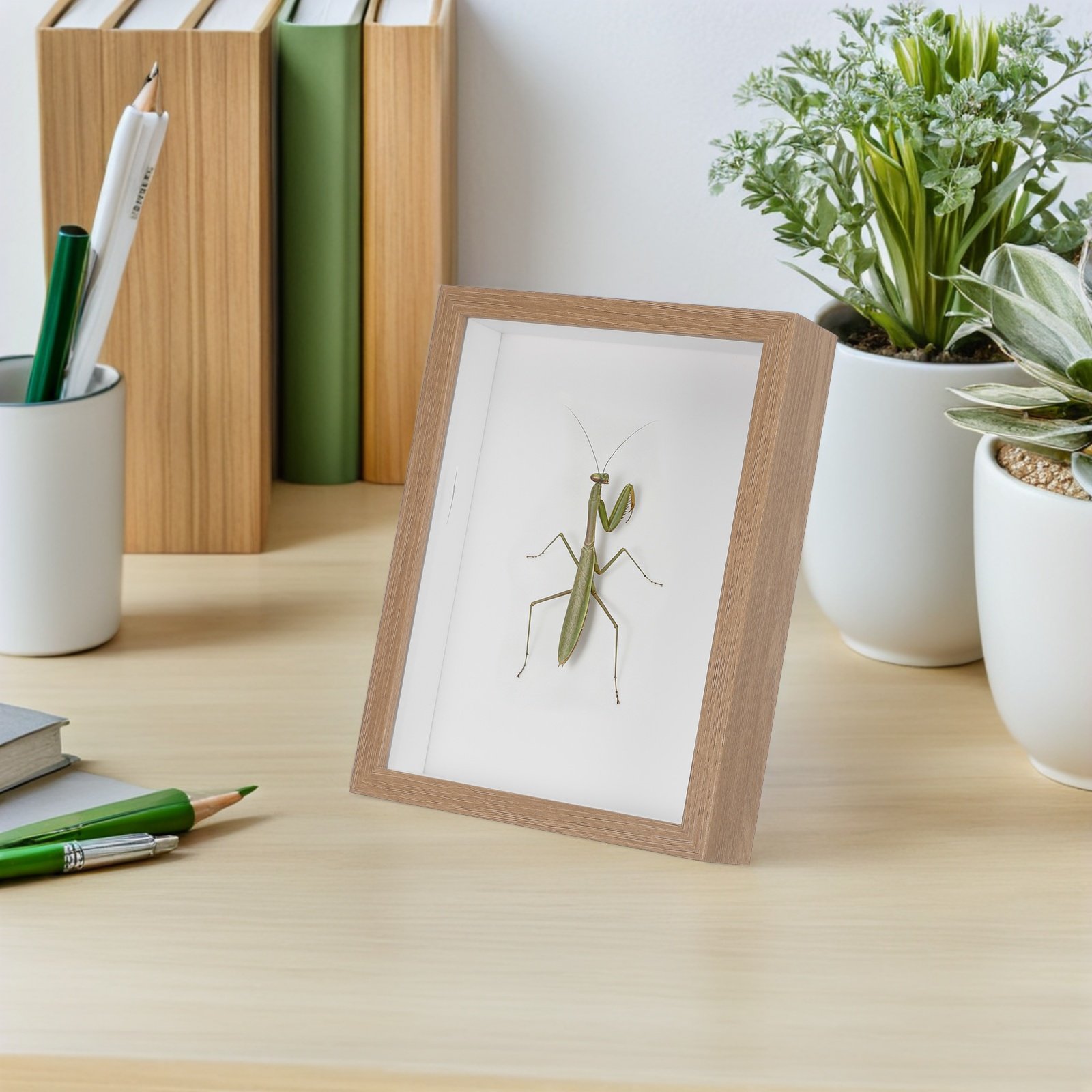 Vetrina per insetti con cornic - Frame Display Wood recensione e prezzo